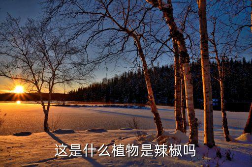 这是什么植物是辣椒吗