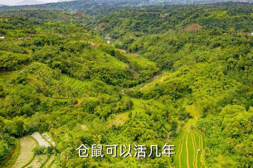 仓鼠最多能活几年，仓鼠可以活几年