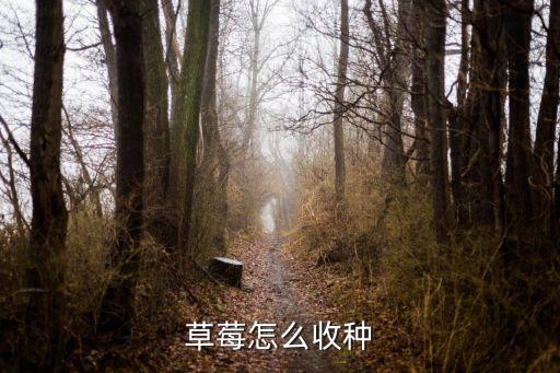 草莓怎么收种