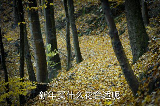 新年买什么花合适呢