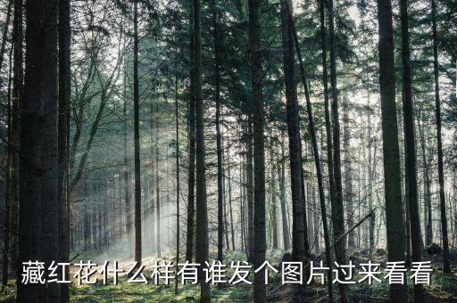 藏红花什么样有谁发个图片过来看看