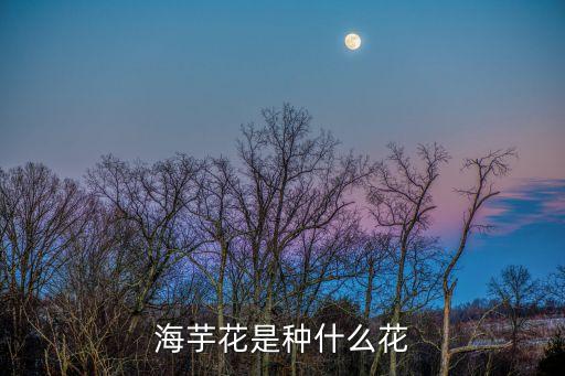 海芋花是种什么花