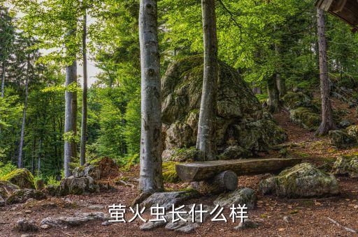萤火虫长什么样