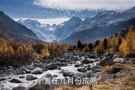 麦子什么时候成熟，小麦在几月份成熟