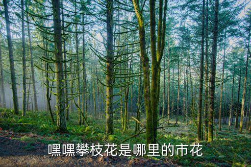 嘿嘿攀枝花是哪里的市花