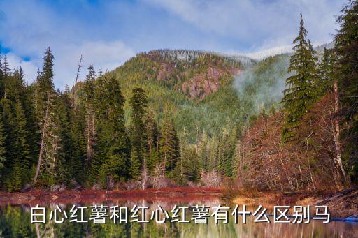 红心番薯，白心红薯和红心红薯有什么区别马
