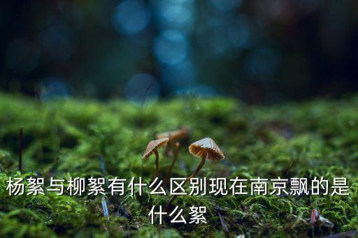 杨絮与柳絮有什么区别现在南京飘的是什么絮