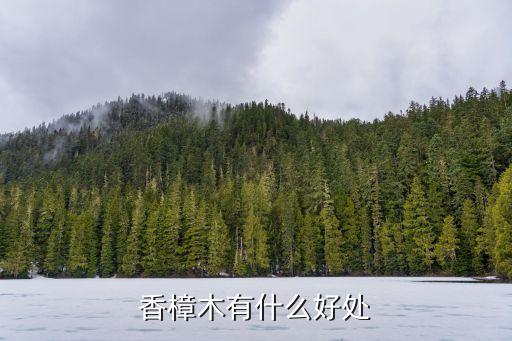 香樟木有什么好处