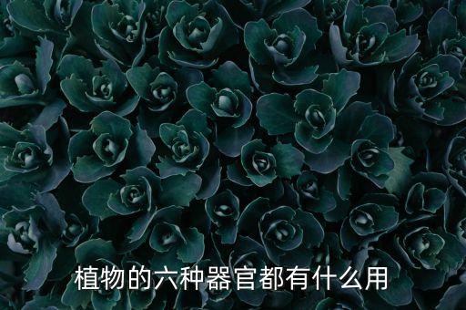 植物的六种器官都有什么用
