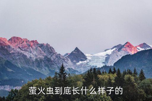 萤火虫到底长什么样子的