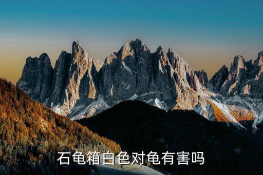 日石龟，现在的日本石龟什么价格