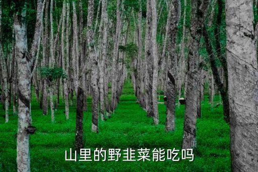 山里的野韭菜能吃吗