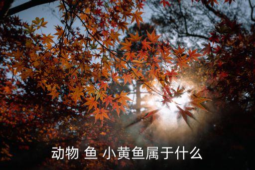 动物 鱼 小黄鱼属于什么