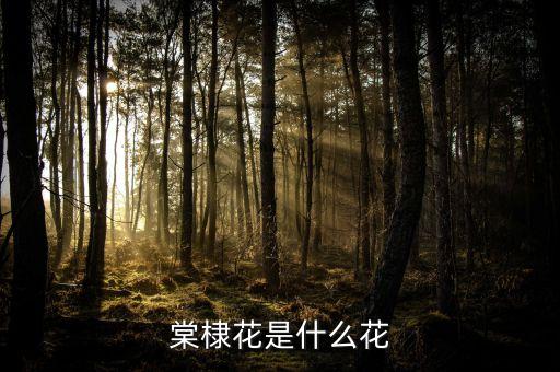 棠棣花是什么花