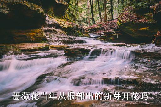 蔷薇花当年从根部出的新芽开花吗