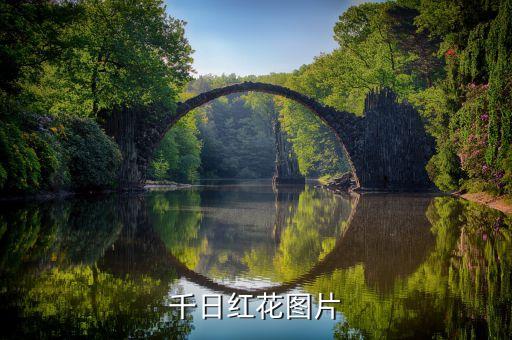 千日红花图片，摆脱懂花的朋友们帮忙看下这两种是什么花啊 朋友送的不知道是什么