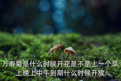 万寿菊花期，万寿菊什么时候开花