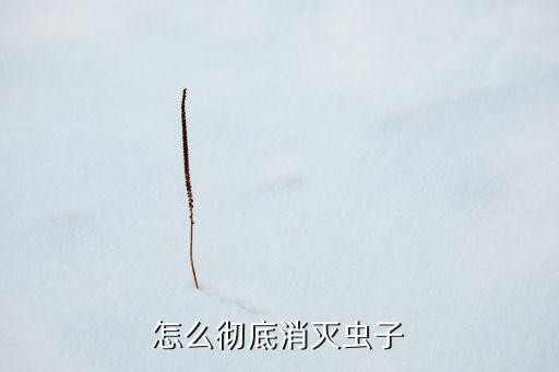 怎么彻底消灭虫子