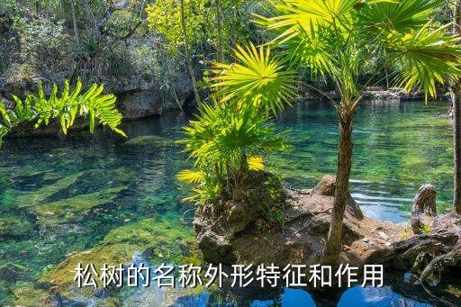 刺松树图片大全，刺松的种类