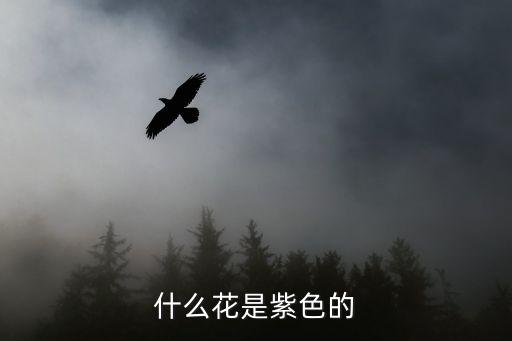 什么花是紫色的，什么花是紫色的