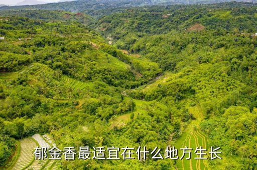 郁金香最适宜在什么地方生长