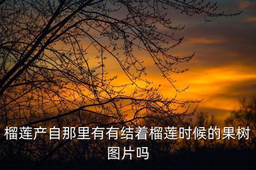 榴莲图片大全，榴莲产自那里有有结着榴莲时候的果树图片吗