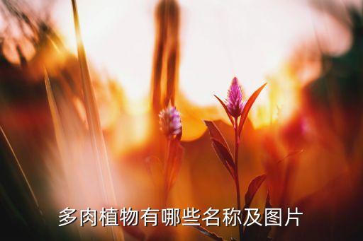 多肉品种大全图片名字，多肉植物有哪些名称及图片
