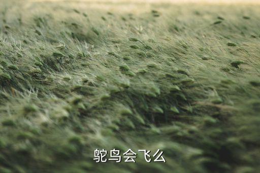鸵鸟会飞么