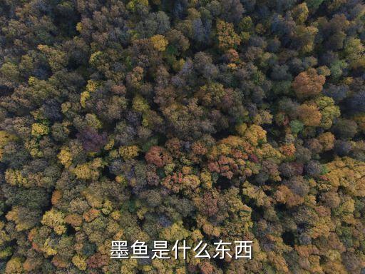 墨鱼是什么东西
