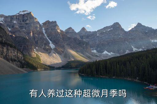 超微月季，有人养过这种超微月季吗