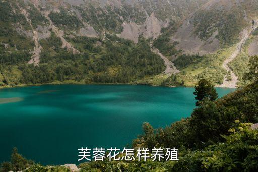 芙蓉花怎样养殖