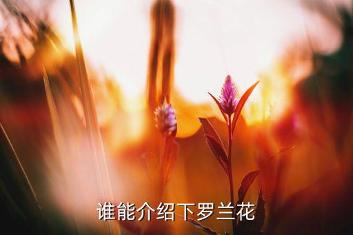 谁能介绍下罗兰花