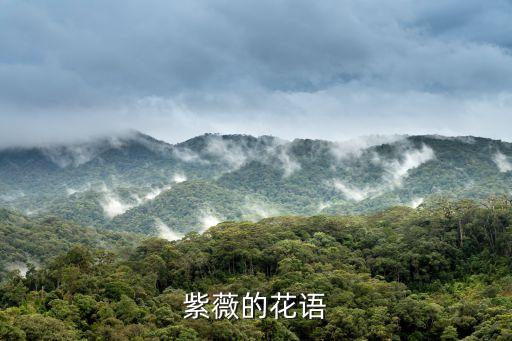 紫薇的花语