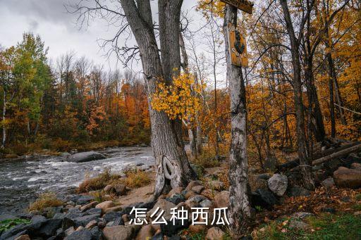 西瓜种植，西瓜怎么种植