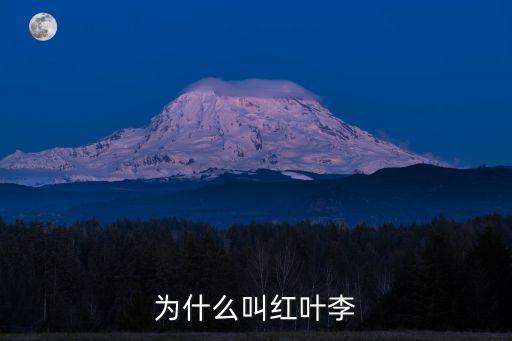 红叶李，红叶李代表什么
