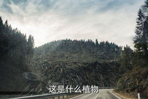这是什么植物