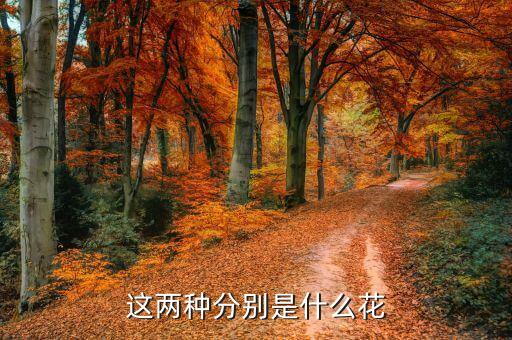 这两种分别是什么花