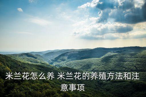 米兰花怎么养 米兰花的养殖方法和注意事项