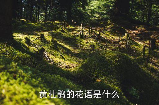 黄杜鹃的花语是什么