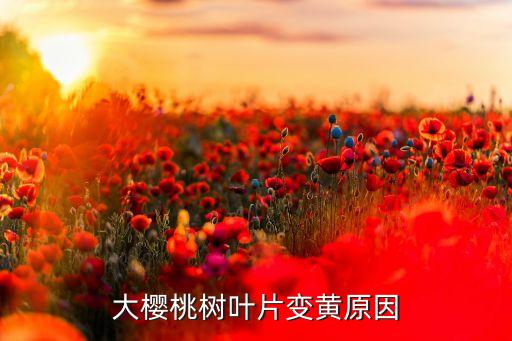 樱桃树叶子，大樱桃树叶片变黄原因
