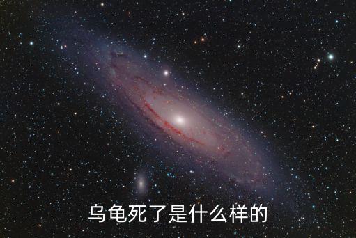 乌龟死了是什么样的