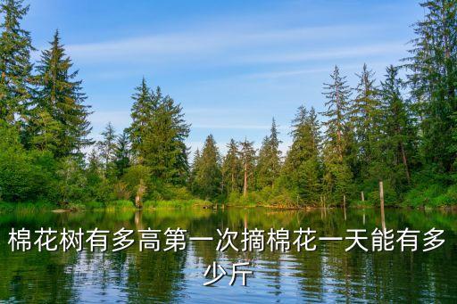 棉花树，棉花树有多高第一次摘棉花一天能有多少斤