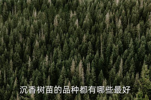 沉香树苗的品种都有哪些最好