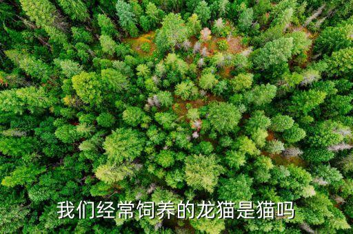 我们经常饲养的龙猫是猫吗