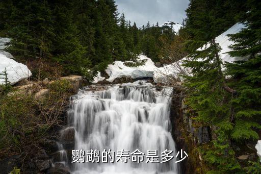 鹦鹉的寿命是多少