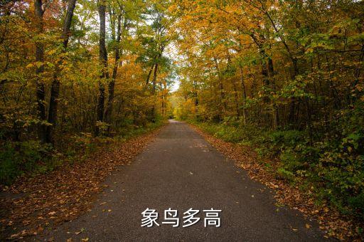 象鸟，象鸟多高