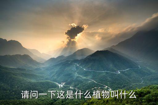 假叶树，怎么让假叶树开花结果