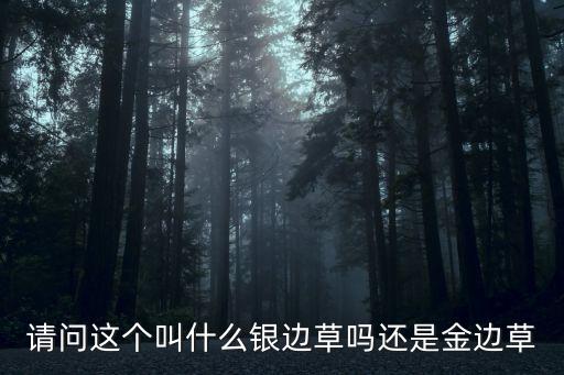 金叶石菖蒲，华中地区 地被植物有哪些