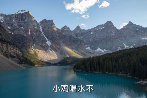 小鸡喝水吗，小鸡喝水不