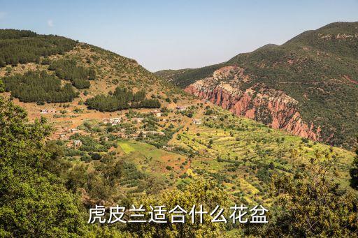 虎皮兰适合什么花盆